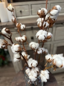 Dried Cotton Bunch